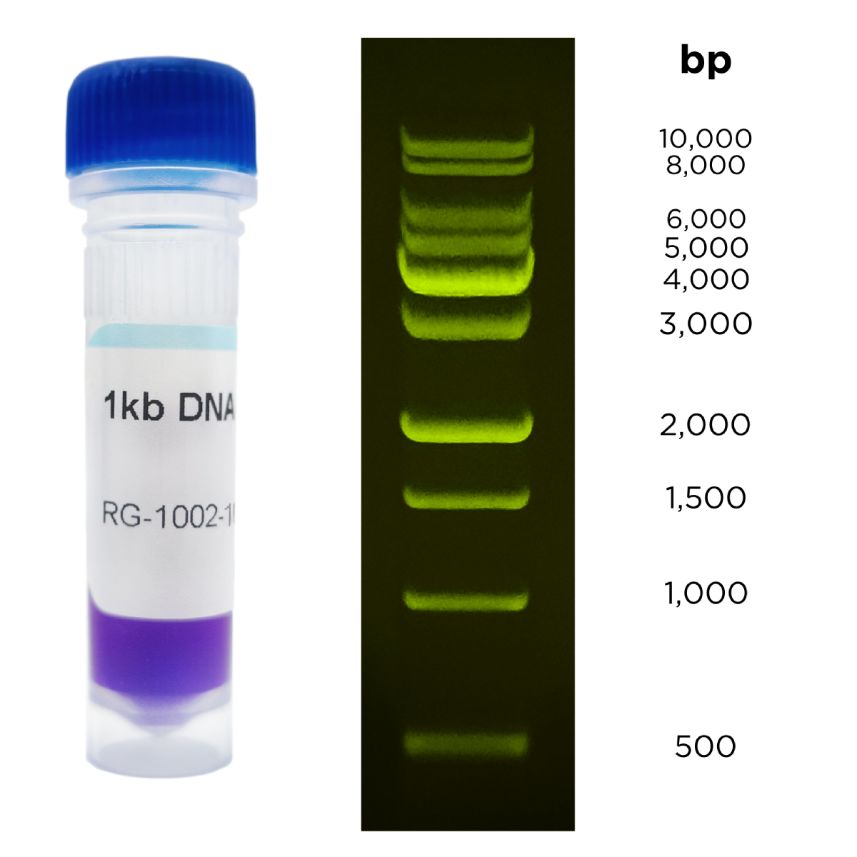 1kbLadder_Tube_and_Gel_1200x12
