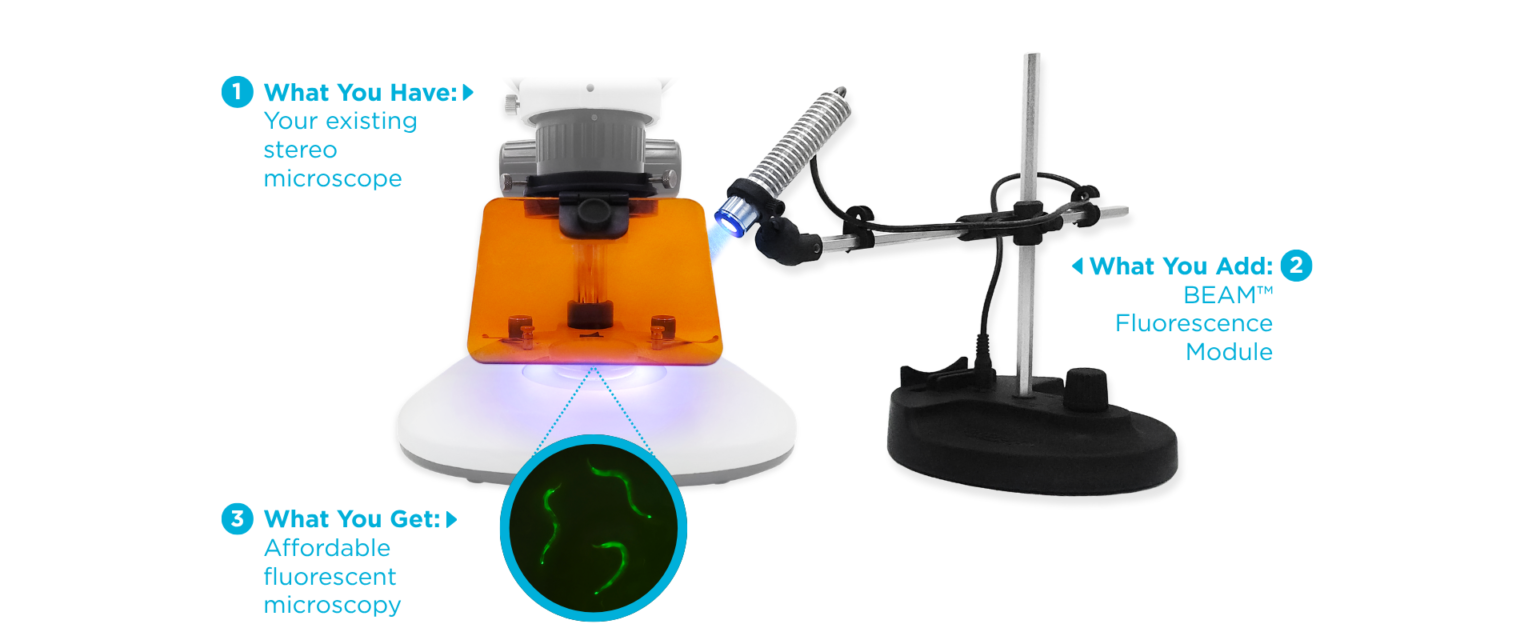 Bring fluorescence microscopy to your classrooms with the new budget ...