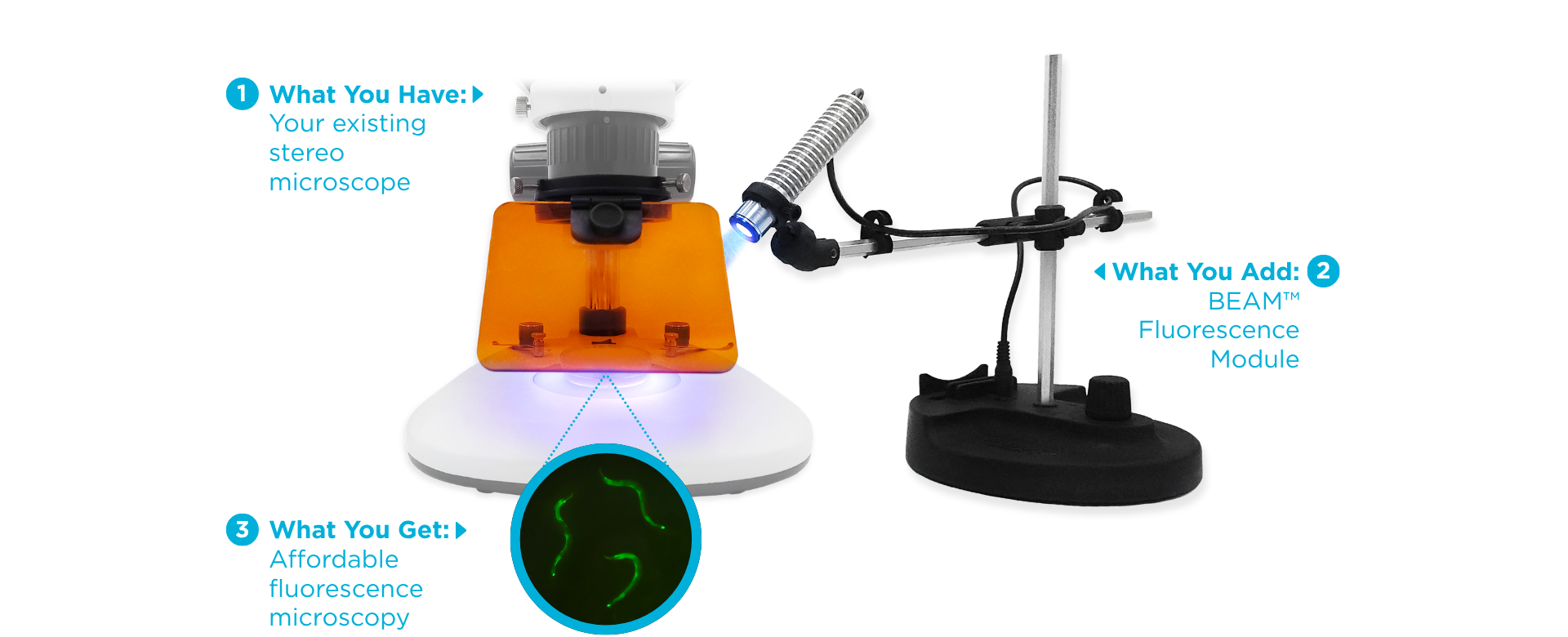 Fluorescence Module Efficient Screening Time: The BEAM Fluorescence Module for Model ...