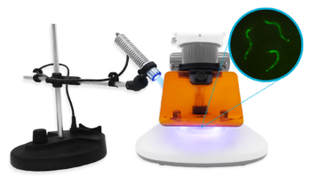 BEAM™ magnified c_elegan samples