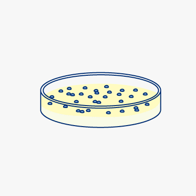 Bacterial transformation