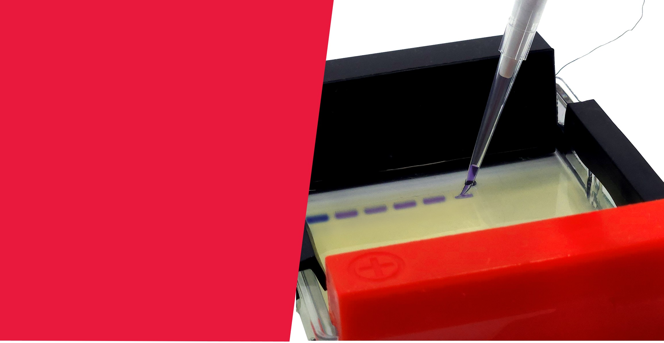 electrophoresis gel loading