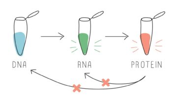 Figure 2: DNA information can be transferred to RNA and used to make proteins, but proteins cannot store the information needed to make DNA, RNA, or protein.