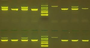 CRISPR genotyping PCR