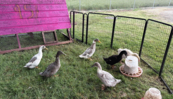 Coop-Setup-1-1100x825