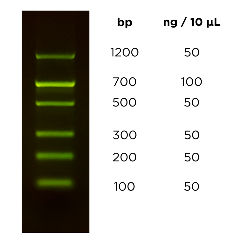 DNA ストランド　STRAND 鎖　15p Cutting antiparallel DNA strands in a single active site | Nature