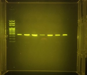 PCR amplified mtDNA