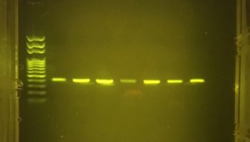 PCR amplified mtDNA