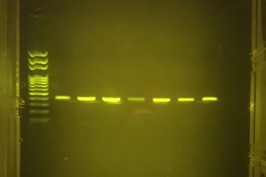 PCR amplified mtDNA
