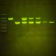 Knockout! PCR Genotyping Experiment