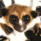 Conservation Genetics Lab: Discovering Lemur Diversity