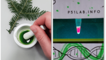 P51 Chlorophyll Lab 1