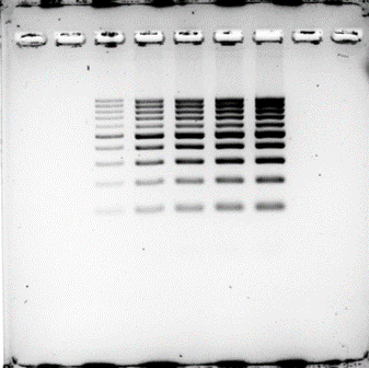 SeeGreen™ Nucleic Acid Stain 20,000X, 200 µl – miniPCR bio