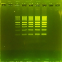 SeeGreen™ Nucleic Acid Stain 20,000X, 200 µl - miniPCR bio
