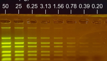 SeeGreen sensitivity gel agarose gel stained with SeeGreen showing different masses of DNA in each lane