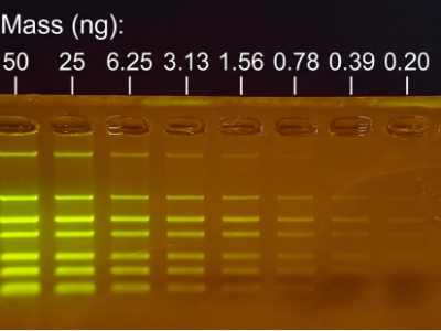 agarose gel stained with SeeGreen showing different masses of DNA in each lane