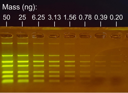 agarose gel stained with SeeGreen showing different masses of DNA in each lane