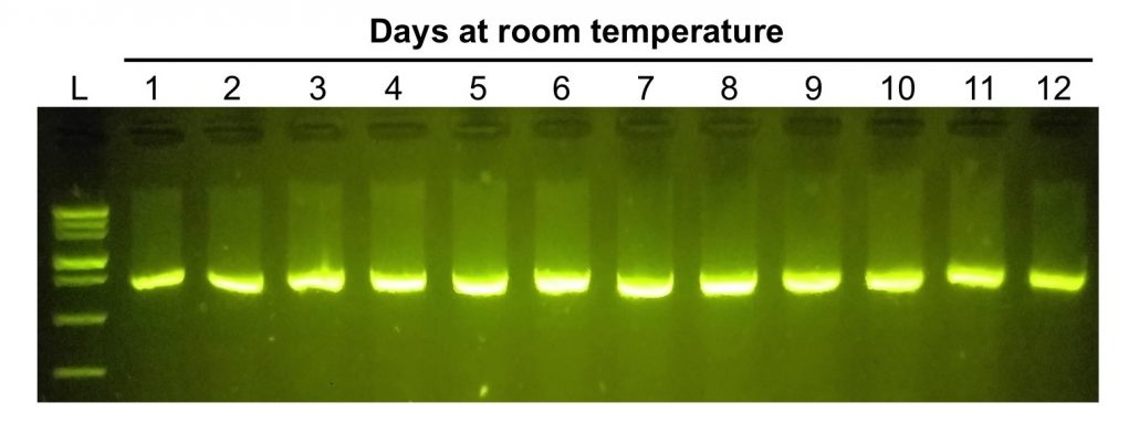 PCR gel electrophoresis