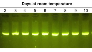 PCR gel electrophoresis