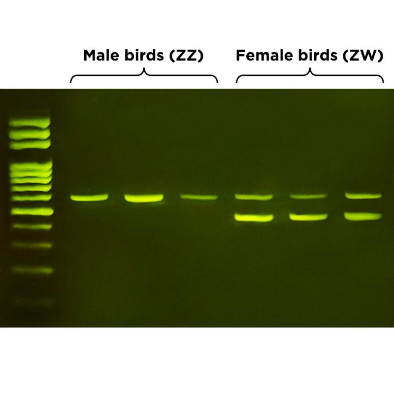 ZeeWee™ I Bird DNA Sex Test: Chickens – miniPCR bio