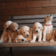 Labradoodle puppies