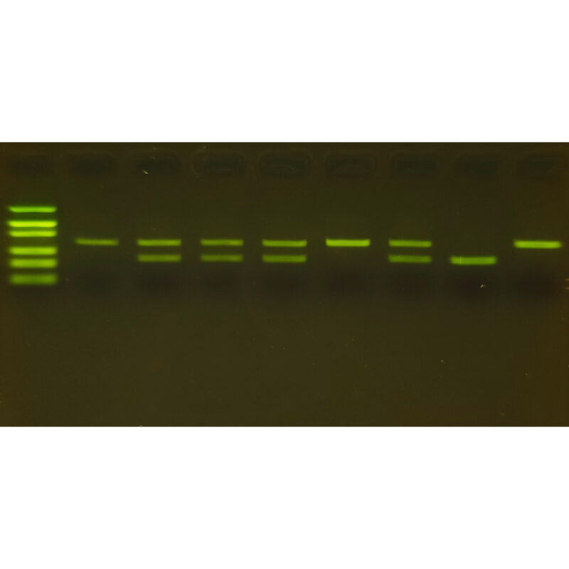 Dog Genetics Lab: Oodles of Labradoodles™ – miniPCR bio