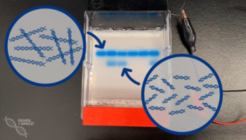 electrophoresis_microbe_hunters_blog_thumbnail electrophoresis_microbe_hunters_blog_thumbnail
