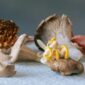 Mushroom ID Project: Fungal DNA Barcoding Kit
