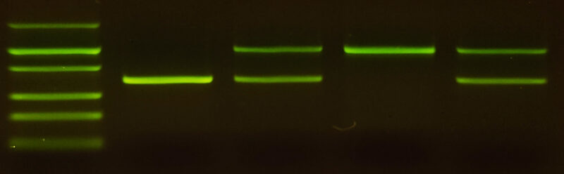 hemophilia_results_20min_C-