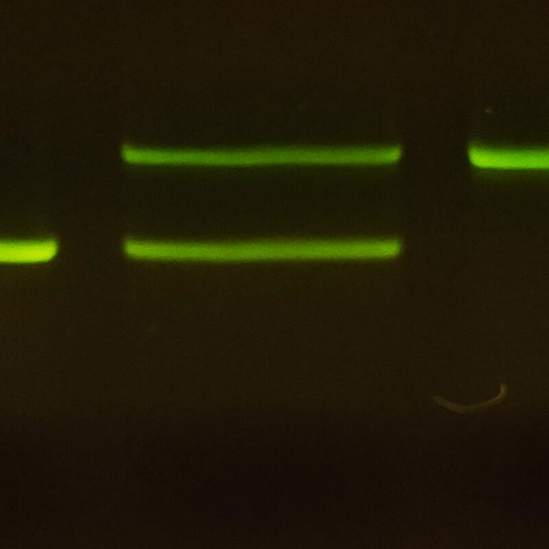 Hemophilia Genetics Lab: X-linked Inheritance – miniPCR bio