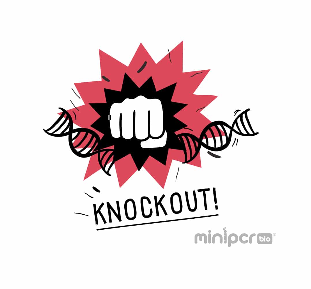 Knockout! A CRISPR/Cas Gene Targeting Lab – miniPCR bio