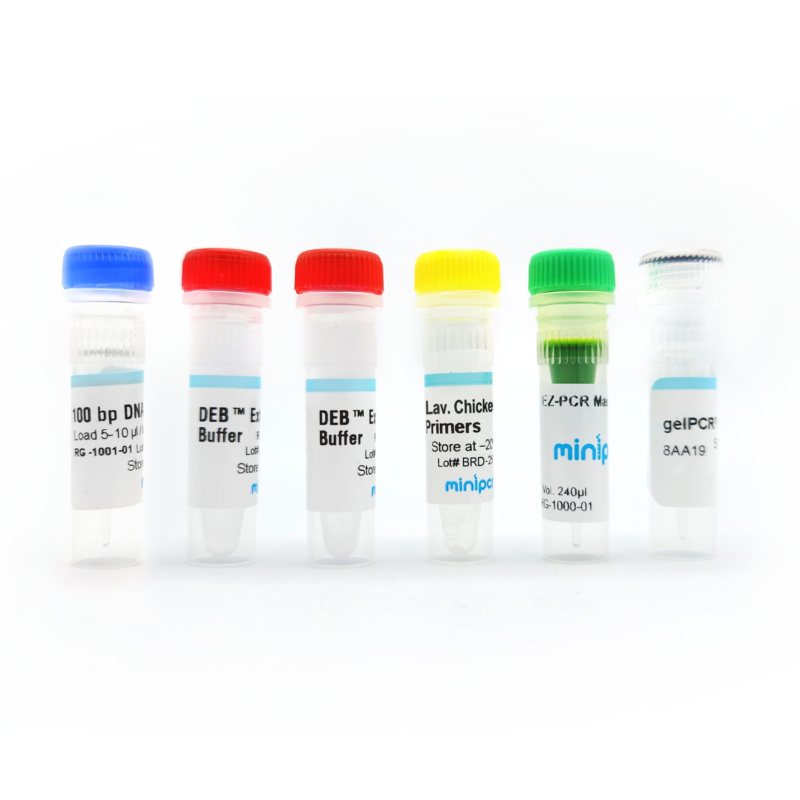 Lavender Chicken DNA Test – miniPCR bio