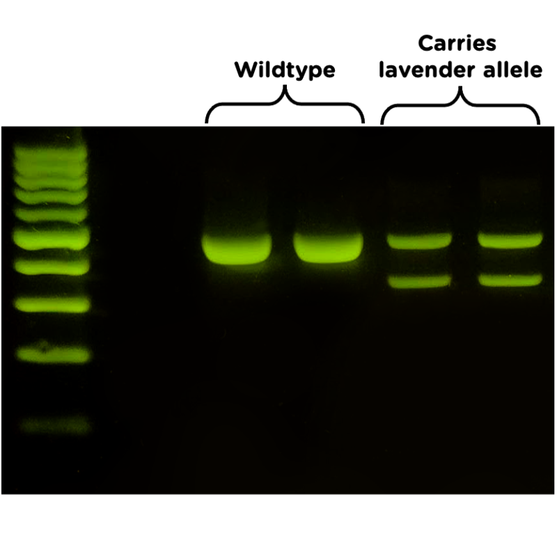 リトルクリチャーズ　LINE BREEDING アナログ lavender_results_labeled-