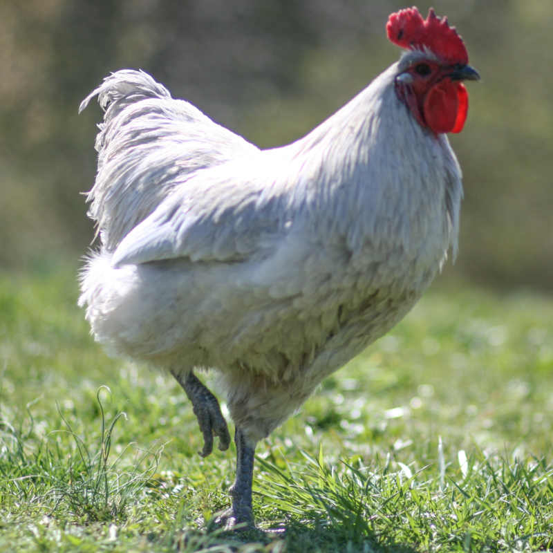 Lavender Chicken DNA Test