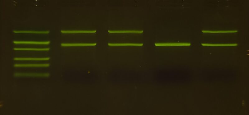 Inherited Cancer Risk Lab: Lynch Syndrome – miniPCR bio