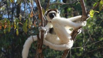 madagascar lemur