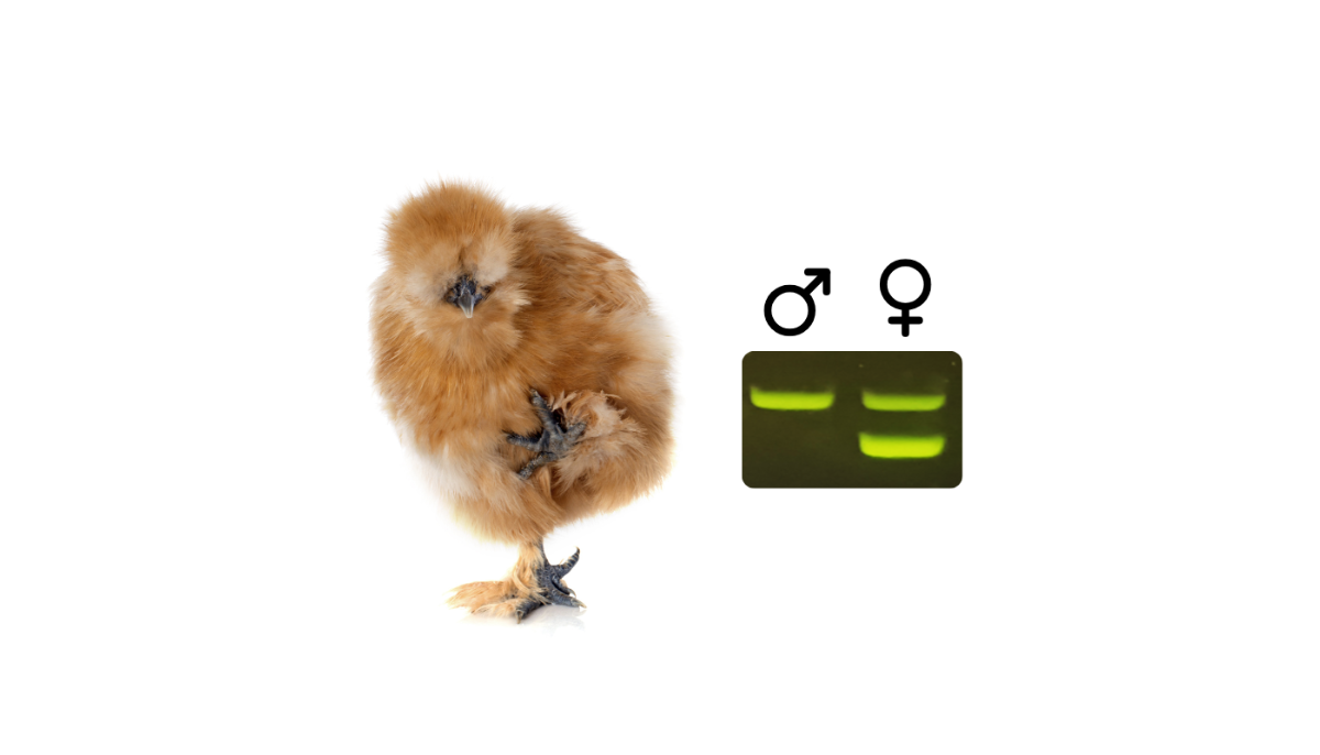 Why Your Students Should Test Chicken DNA: ZeeWee™ I Chicken Sexing ...