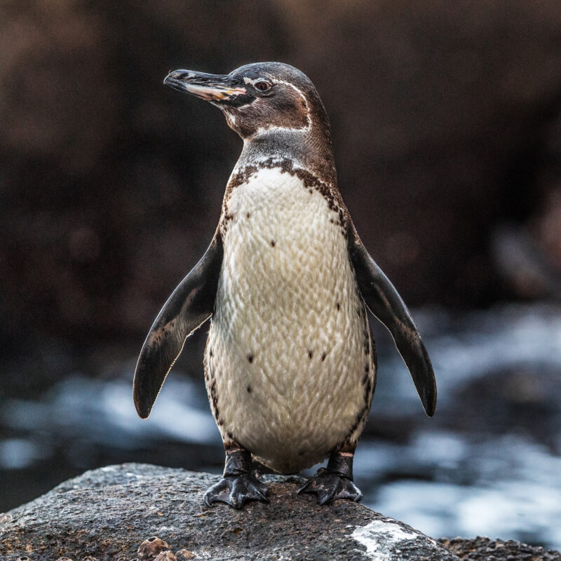 Galápagos Penguin Lab: Biodiversity at Risk