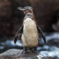Galápagos Penguin Lab: Biodiversity at Risk