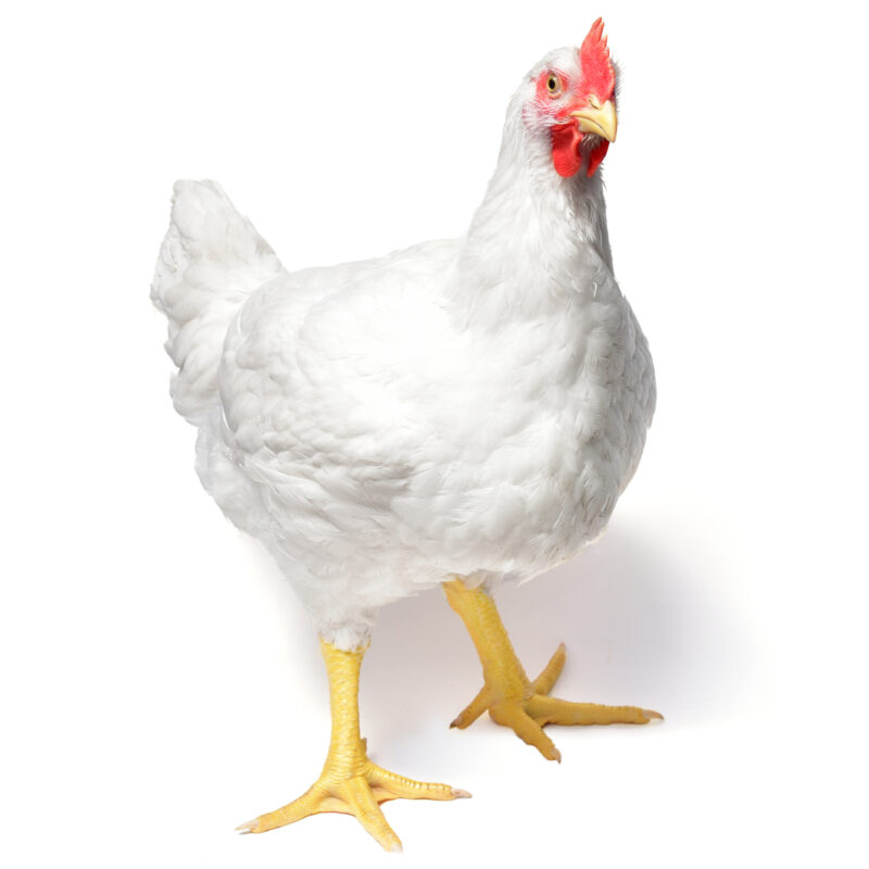 Recessive White Chicken DNA Test