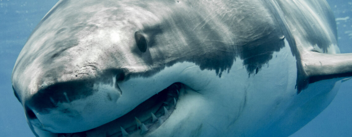 Great white shark smiling in the blue ocean