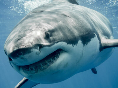 Great white shark smiling in the blue ocean