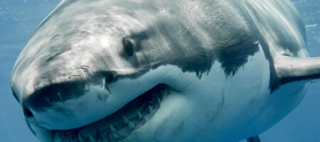 Great white shark smiling in the blue ocean