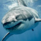 Great white shark smiling in the blue ocean