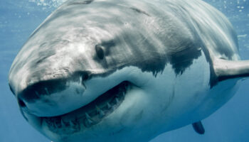 Great white shark smiling in the blue ocean