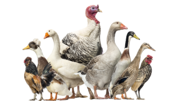 shutterstock_157410998_ZZeeWee III_1315x800