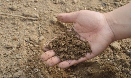 Hand picking up soil