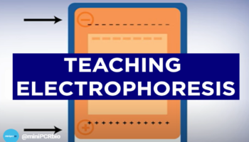 teaching electrophoresis