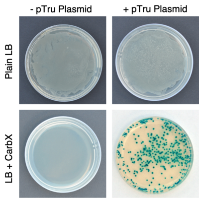 Discover the True Blue™ Lab: Transforming Biotech Learning in 45 ...