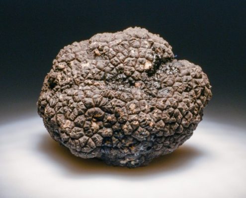 Black truffle